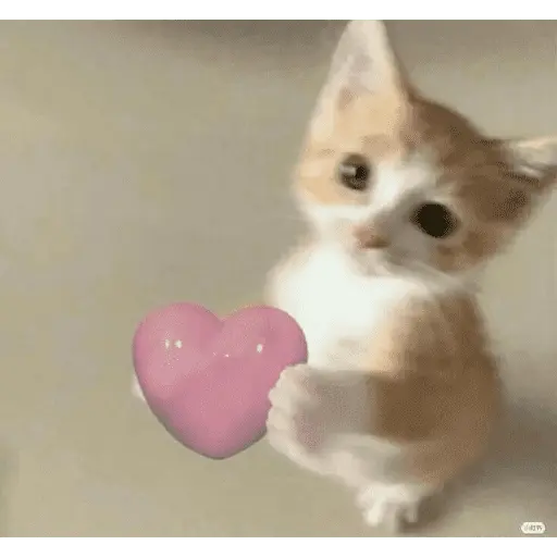 Gatitos de amor - 2026 🐱❤️