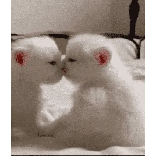 Gatitos de amor - 2026 🐱❤️