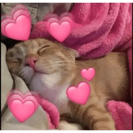 Gatitos de amor - 2026 🐱❤️