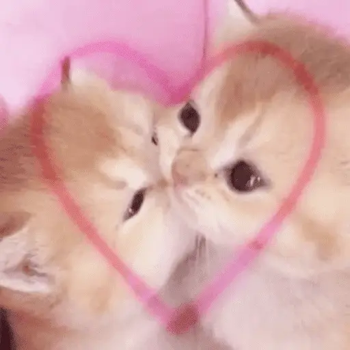 Gatitos de amor - 2026 🐱❤️