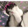 Gatitos de amor - 2026 🐱❤️