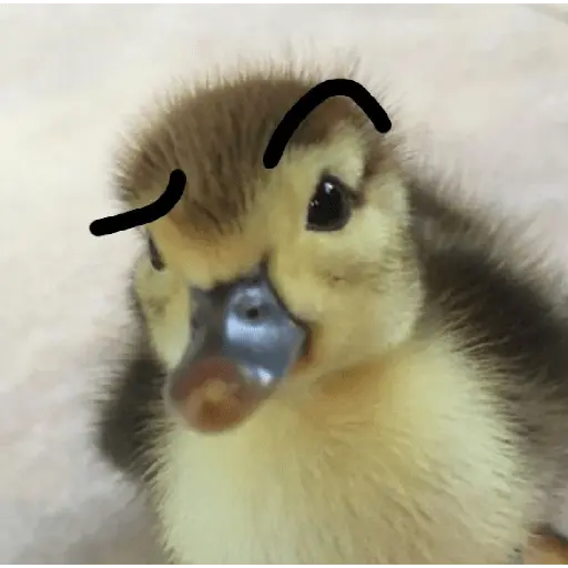 Pato reacciones 🦆❤️