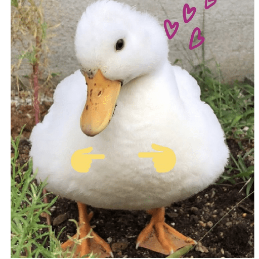 Pato reacciones 🦆❤️ preview