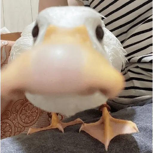 Pato reacciones 🦆❤️