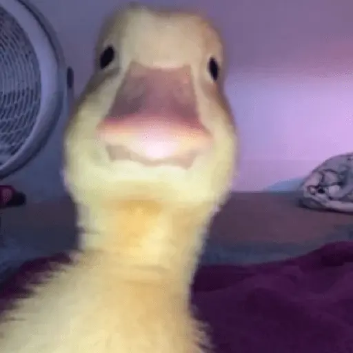 Pato reacciones 🦆❤️
