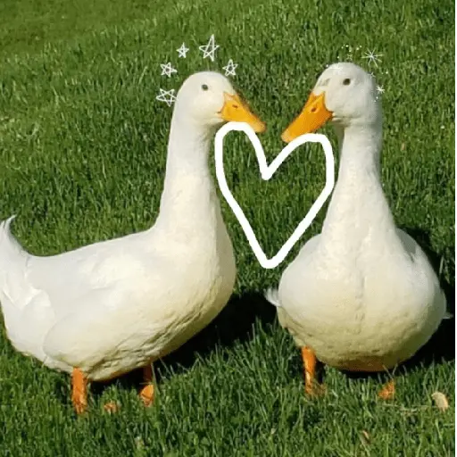 Pato reacciones 🦆❤️