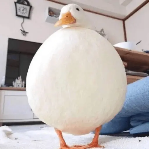 Pato reacciones 🦆❤️