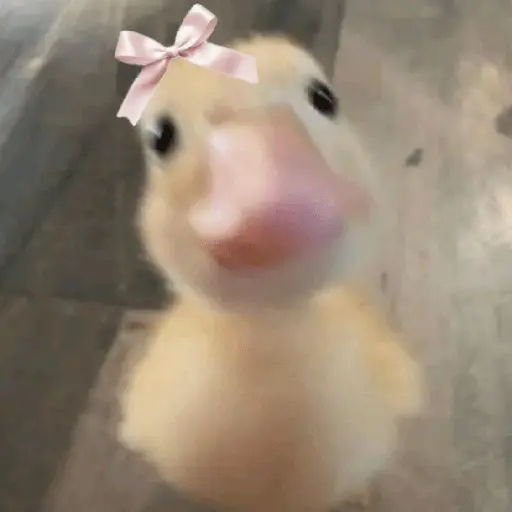 Pato reacciones 🦆❤️