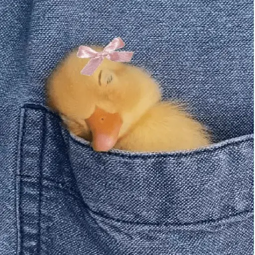 Pato reacciones 🦆❤️
