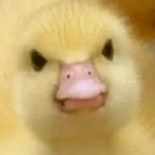 Pato reacciones 🦆❤️