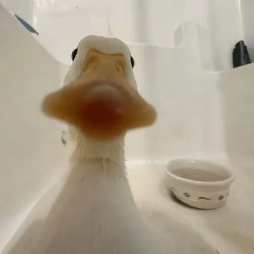 Pato reacciones 🦆❤️