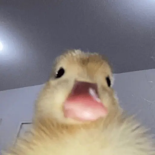 Pato reacciones 🦆❤️