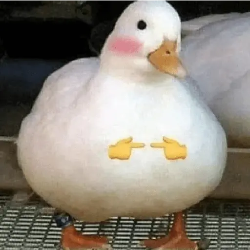 Pato reacciones 🦆❤️