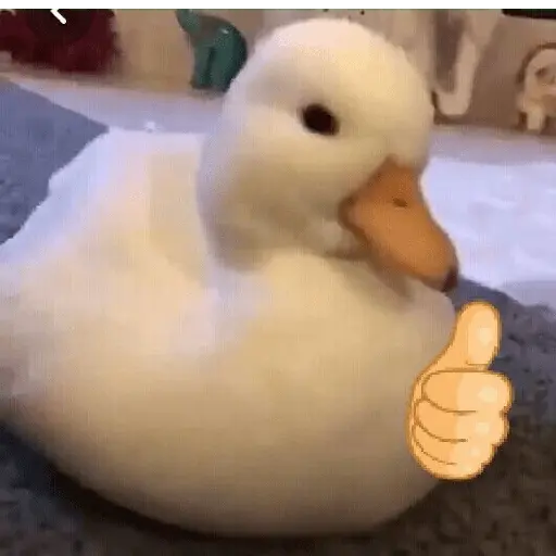Pato reacciones 🦆❤️