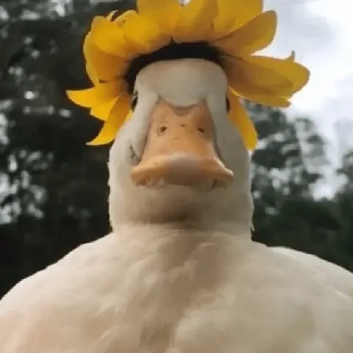 Pato reacciones 🦆❤️