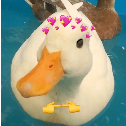 Pato reacciones 🦆❤️