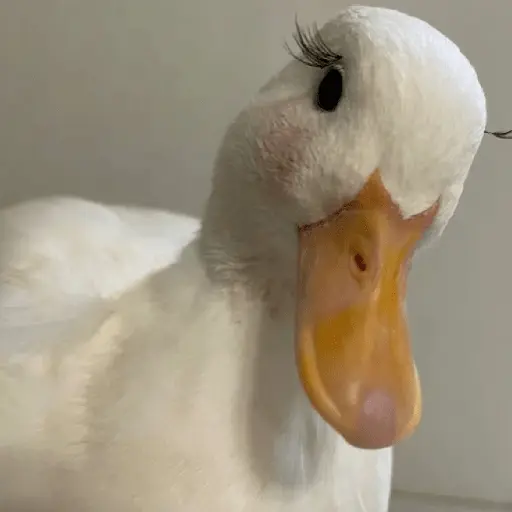Pato reacciones 🦆❤️