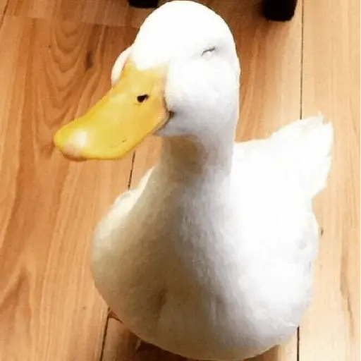 Pato reacciones 🦆❤️