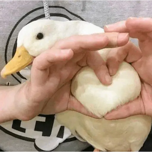 Pato reacciones 🦆❤️