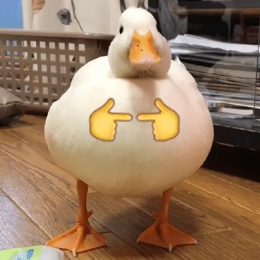 Pato reacciones 🦆❤️