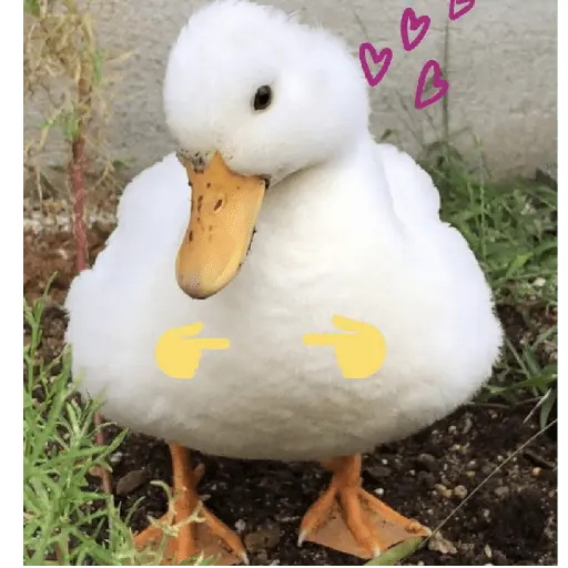 Pato reacciones 🦆❤️