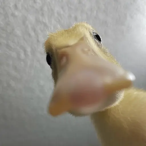 Pato reacciones 🦆❤️