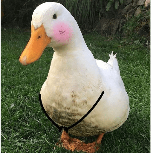 Pato reacciones 🦆❤️ preview