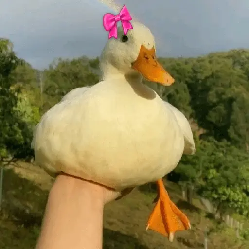 Pato reacciones 🦆❤️