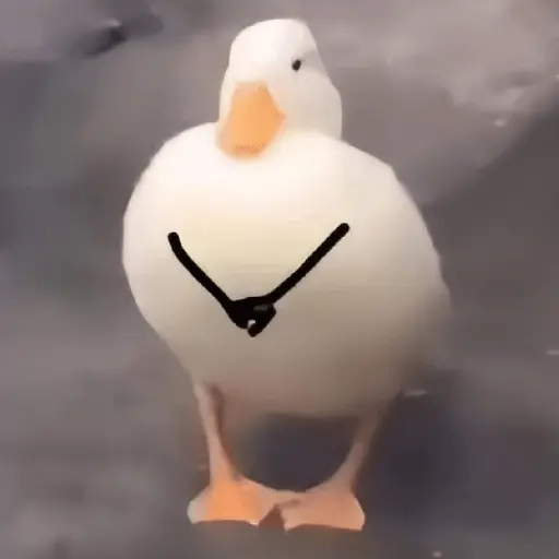 Pato reacciones 🦆❤️