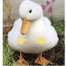 Pato reacciones 🦆❤️