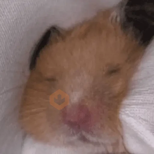 🐹 HAMSTER MOODS 🐹 sticker 11