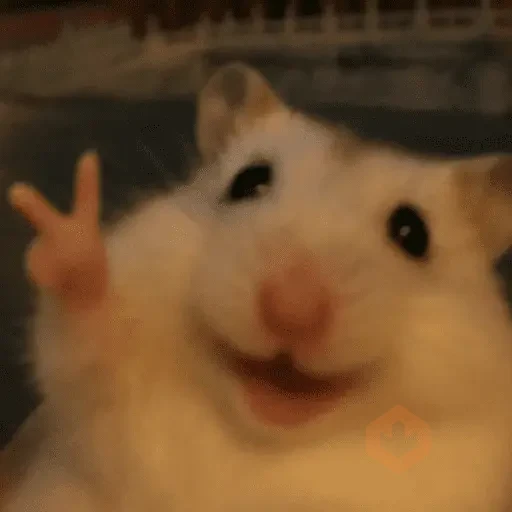 🐹 HAMSTER MOODS 🐹 sticker 12