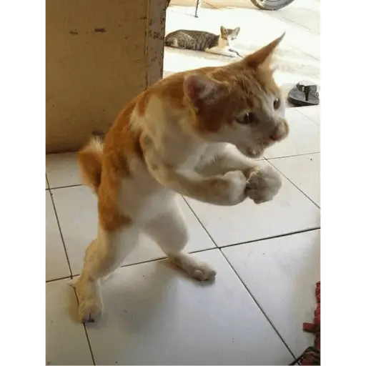 tiktok reactions pt2