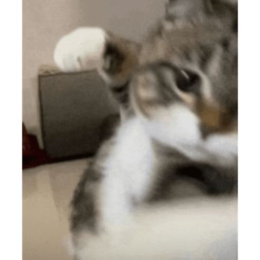 tiktok reactions pt2 preview
