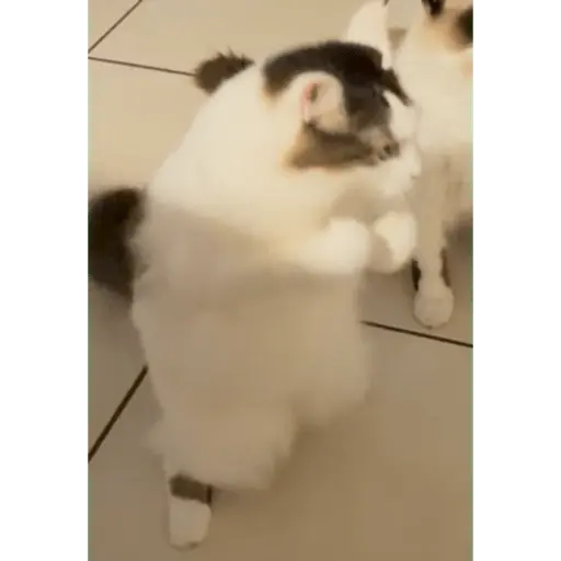 tiktok reactions pt2