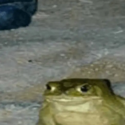 🐸 Ranitas Random 🐸