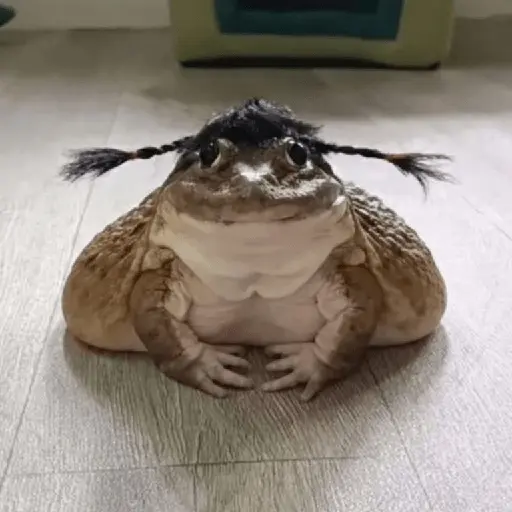 🐸 Ranitas Random 🐸