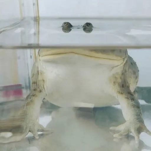 🐸 Ranitas Random 🐸
