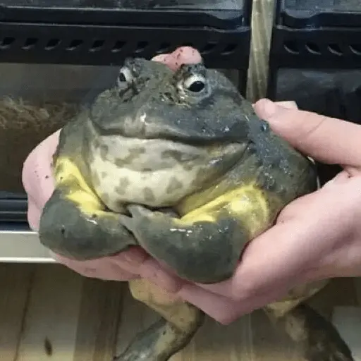 🐸 Ranitas Random 🐸