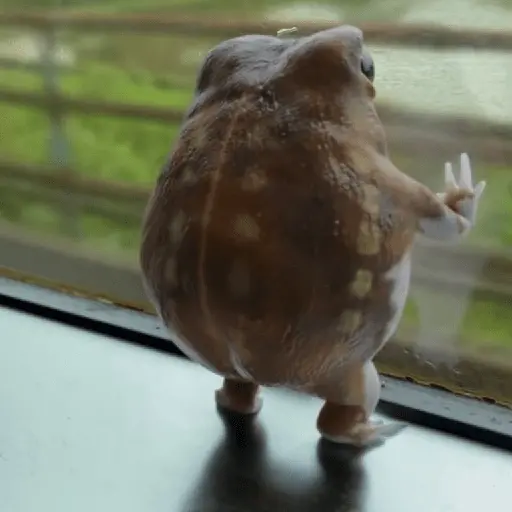 🐸 Ranitas Random 🐸