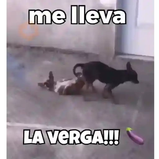 Vergas sticker 16