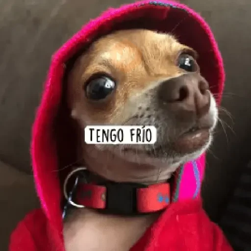 ❄️🐕 Perros Mood Frío 🐕❄️ sticker 13