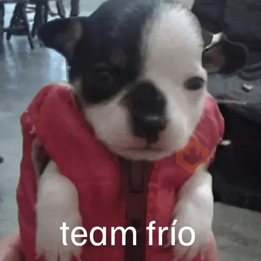❄️🐕 Perros Mood Frío 🐕❄️ sticker 17