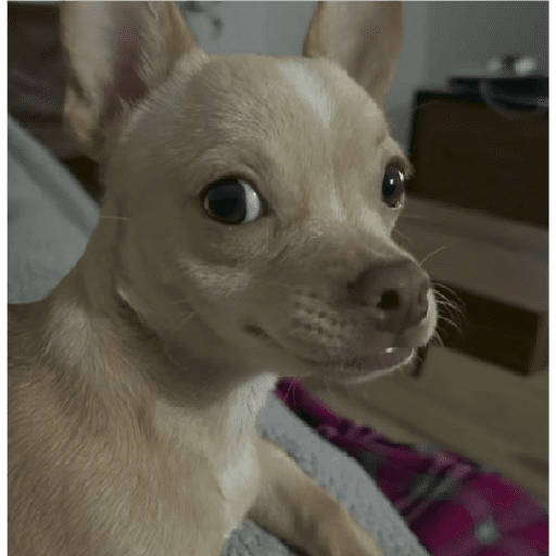 Perros.!🐶 preview