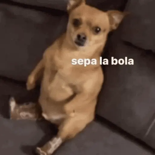 Perros.!🐶