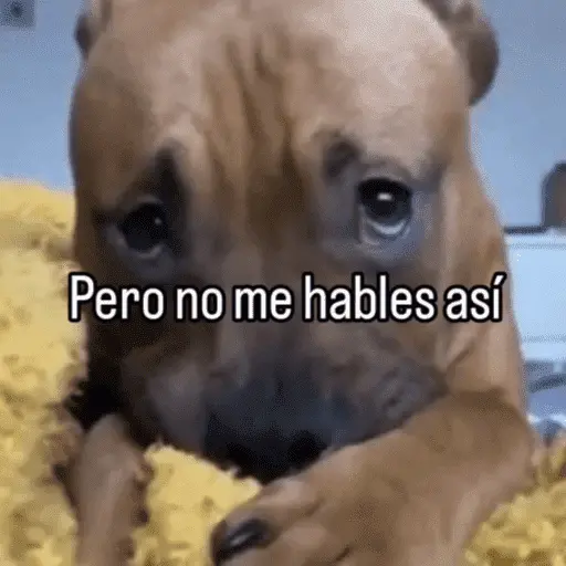 Perros.!🐶
