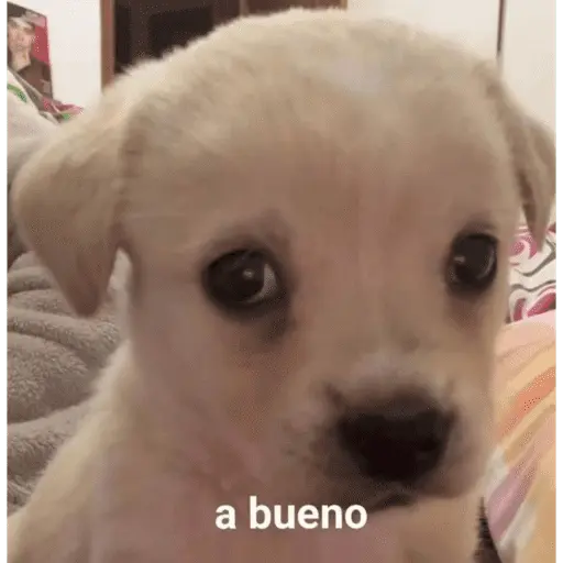 Perros.!🐶