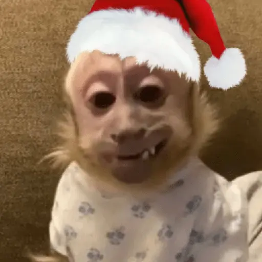 🎄Animalitos Yingolbel🎄