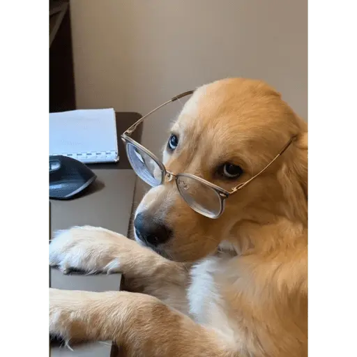 Perritos para el chat 🤣