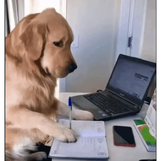 Perritos para el chat 🤣